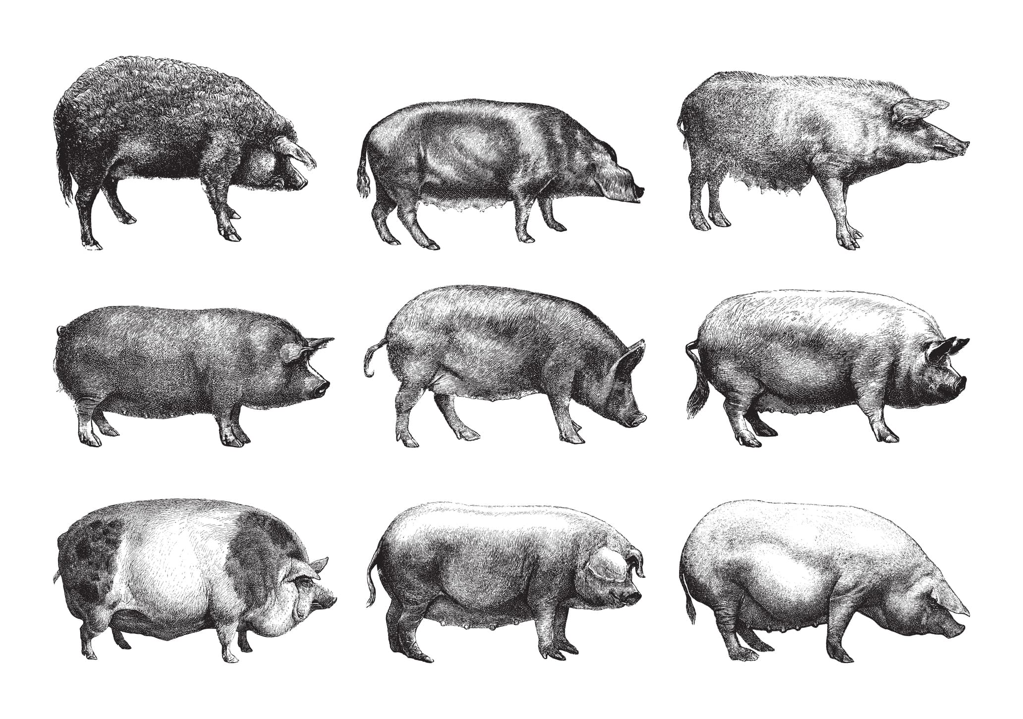 Volco Egmont St - One Whole Pig
