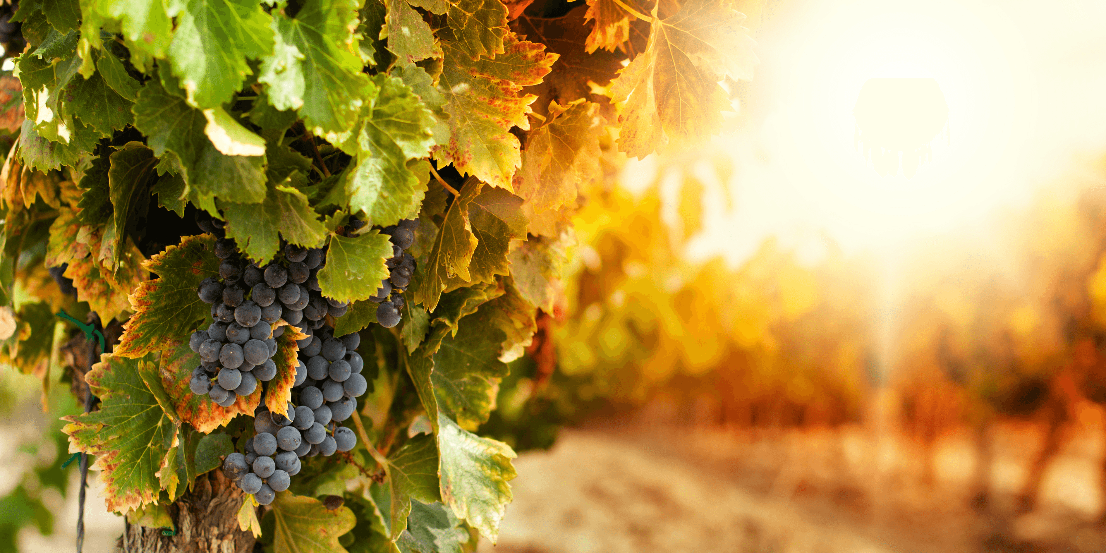 Noble Rot Wine Bar - France vs New Zealand